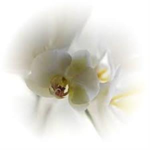 Photo 494258