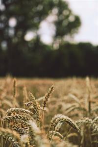 Photo 774453