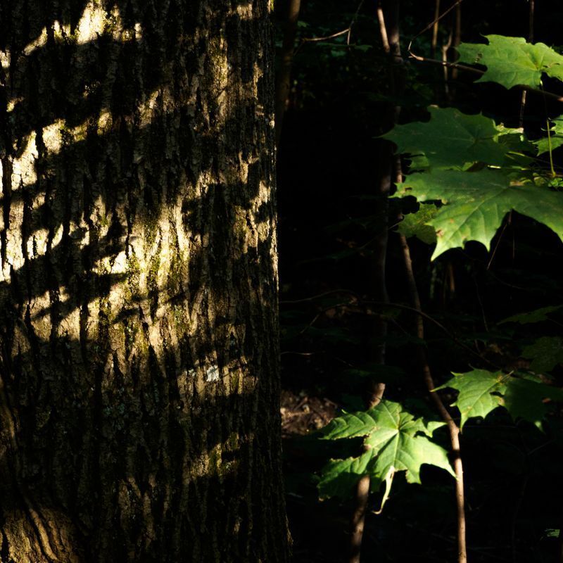 Photo 978893